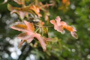 two field maple leaves autumn